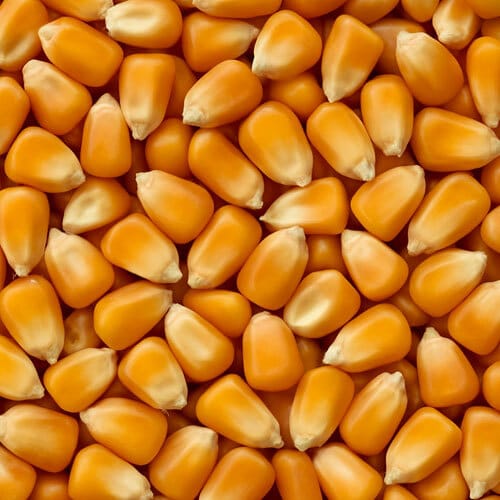 Yellow maize